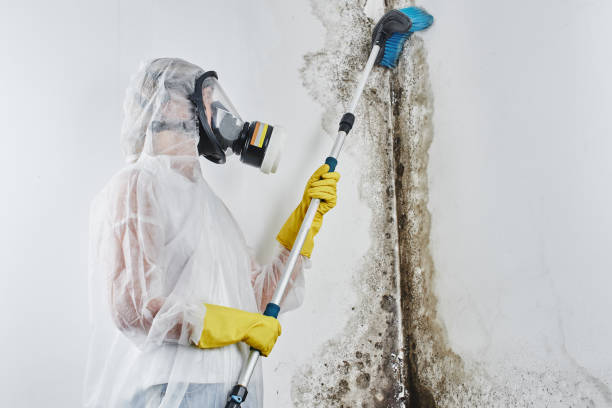 Best Crawl Space Mold Removal  in Coleraine, MN