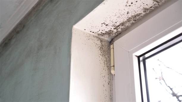 Best Fast Mold Removal  in Coleraine, MN