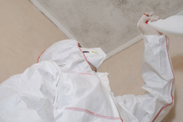 Best Attic Mold Removal  in Coleraine, MN