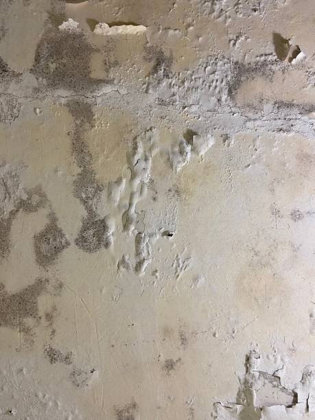 Best Certified Mold Removal  in Coleraine, MN