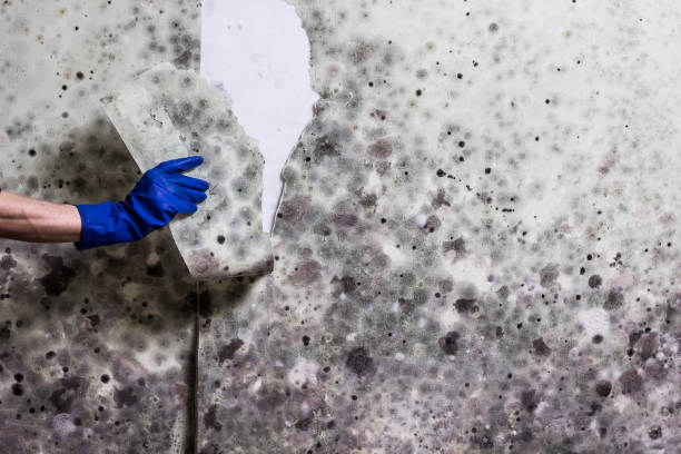 Best Professional Mold Removal  in Coleraine, MN